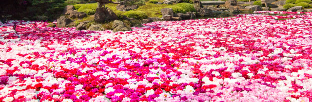「牡丹の花」日本一の生産地
