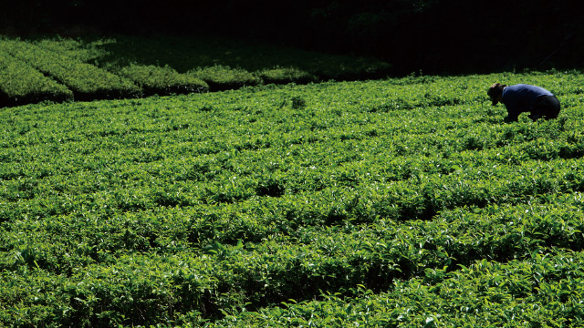 松江空山銘茶 縁（えにし）