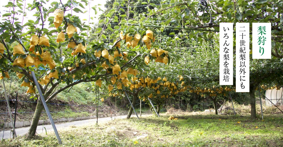 梨狩り 山陰いいものコレクション 山陰いいもの探県隊